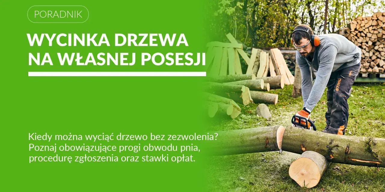 Mężczyzna z piłą łańcuchową ścina drzewo. Dowiedz się, jakie drzewa można wyciąć bez zezwolenia na własnej posesji.