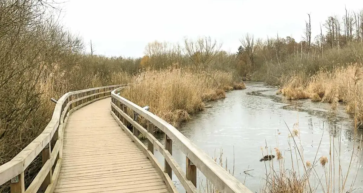 Holzsteg führt durch Schilf am gefrorenen Fluss. Perfekt für eine ruhige Wanderung in Berlin.