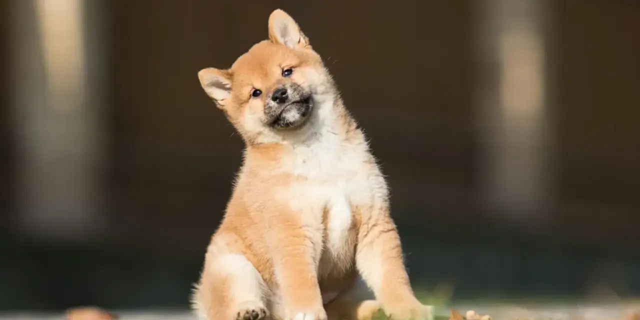 Urocze szczenię rasy shiba inu z hodowli, z zaciekawieniem przechyla główkę.