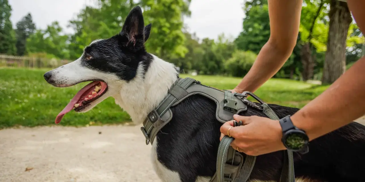 Un chien noir et blanc, la langue pendante, porte un harnais vert olive. Une personne ajuste la laisse. Quel harnais pour chien est parfait pour cette promenade !