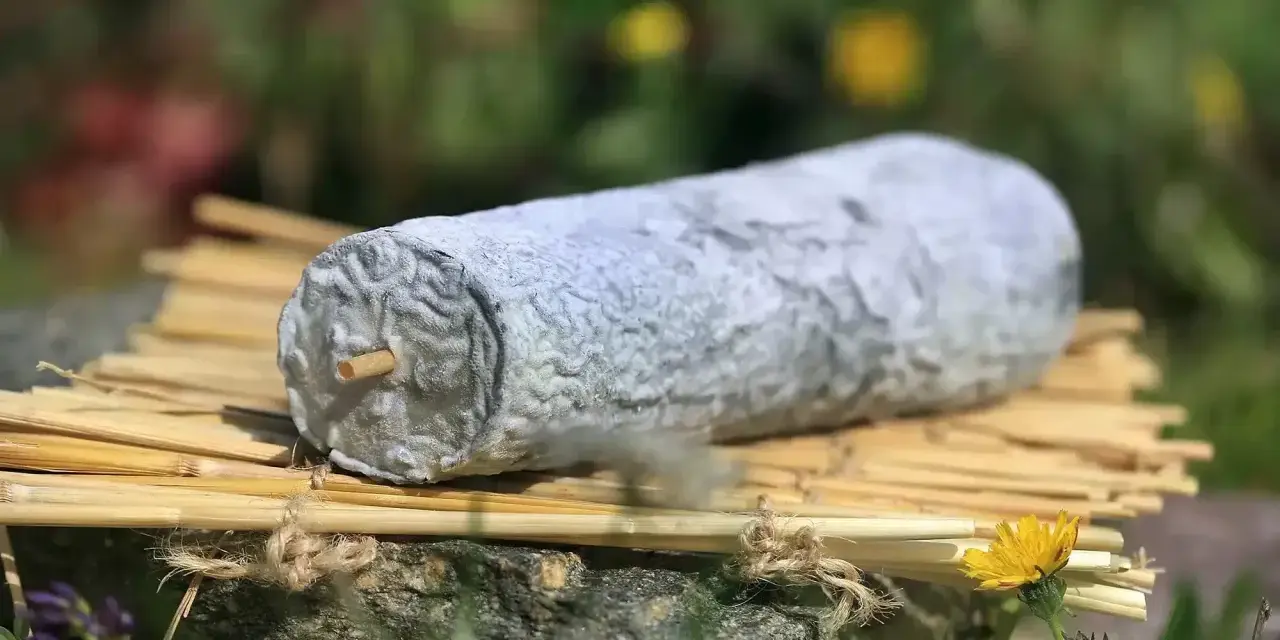 Un fromage de Sainte-Maure de Touraine, reconnaissable à sa forme allongée et sa croûte cendrée, repose sur des tiges de seigle.