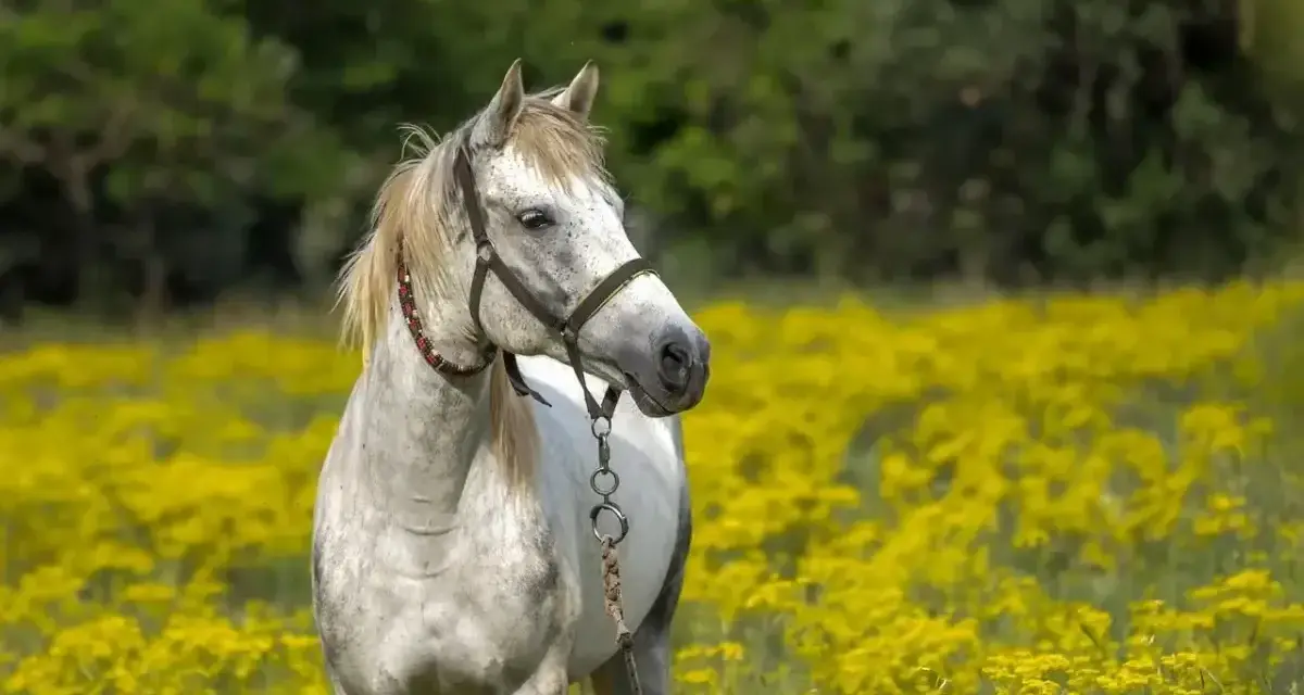 Cheval blanc dans un champ de fleurs jaunes, peut-être souffrant d'anémie.