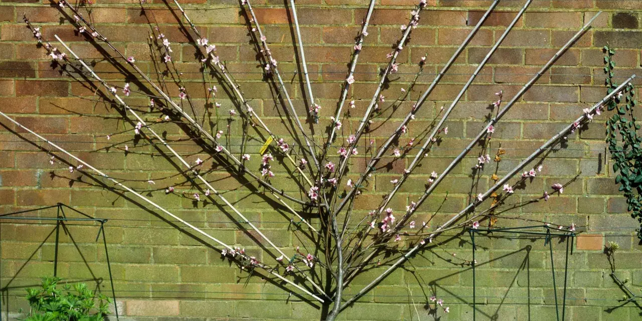 Ein junger Pfirsichbaum mit rosa Blüten, der an einem Spalier vor einer Ziegelwand wächst.