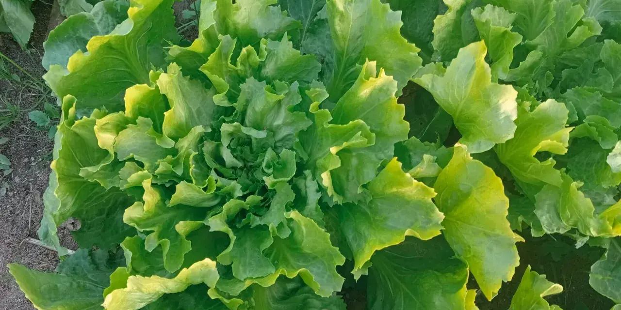 Lattughe fresche e rigogliose in un orto invernale, con foglie verdi e ondulate che catturano la luce.
