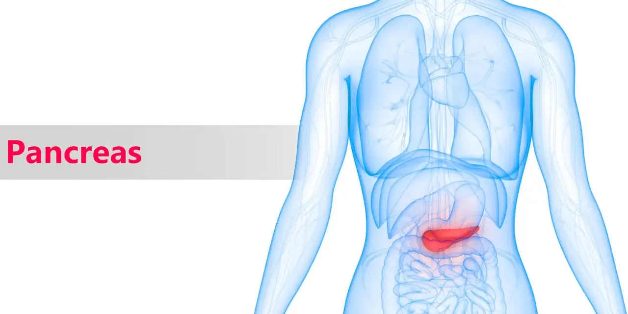 Illustrazione anatomica del corpo umano con il pancreas evidenziato in rosso. Scopri le importanti pancreas funzioni.