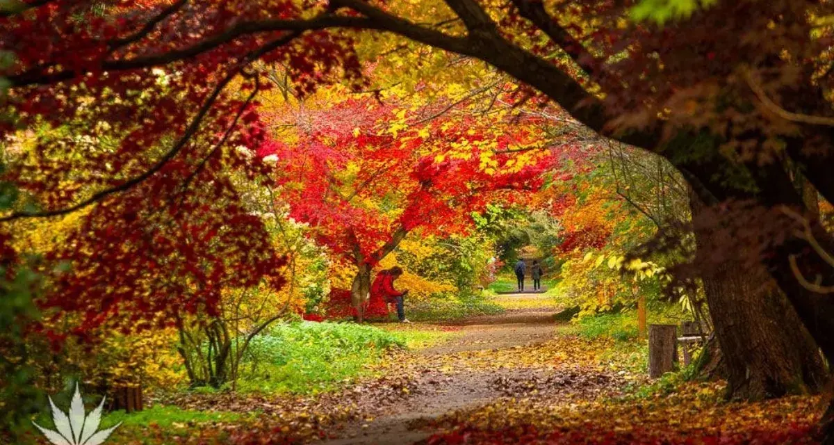 Arboretum Rogów: Co Zobaczyć? Atrakcje, Bilety, Sezonowe Cuda