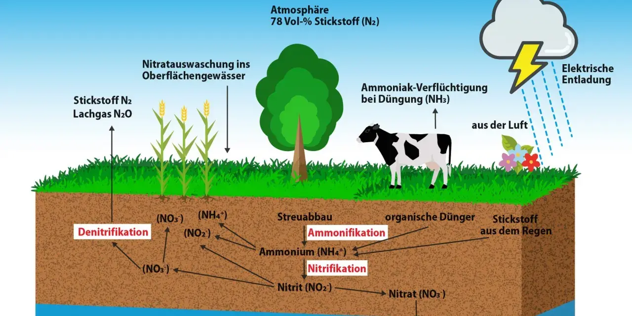 Schema des Stickstoffkreislaufs: Atmosphäre, Pflanzen, Kuh, Boden mit Prozessen wie Nitrifikation und Denitrifikation, sowie Auswaschung ins Grundwasser.