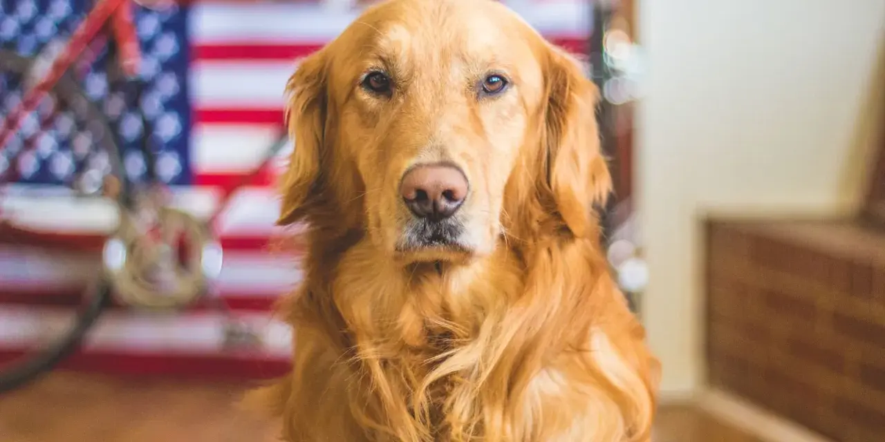 Golden retriever pies czy suka - jakie różnice mają obie płcie?