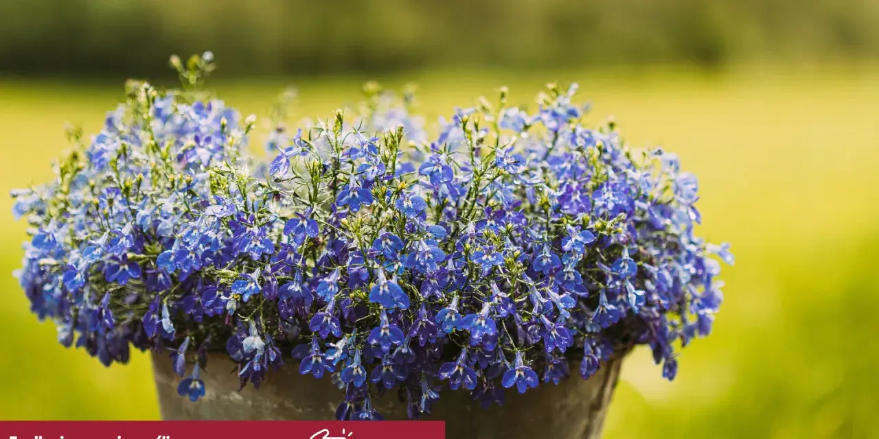 Kaskada drobnych, niebieskich kwiatów lobelii w donicy. Czy lobelia jest wieloletnia? Ta piękna roślina ozdobi Twój ogród.