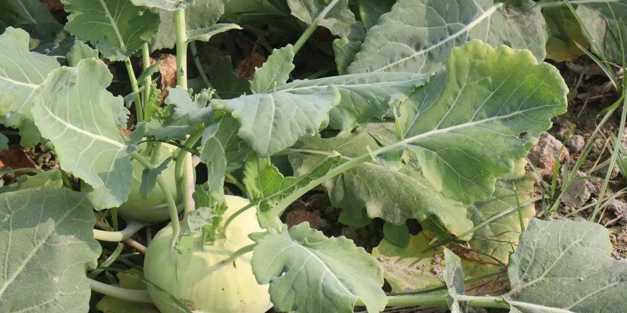 Nahaufnahme von Kohlrabi pflanzen im Feld. Die hellgrünen Knollen sind von großen, blattartigen Stielen umgeben.