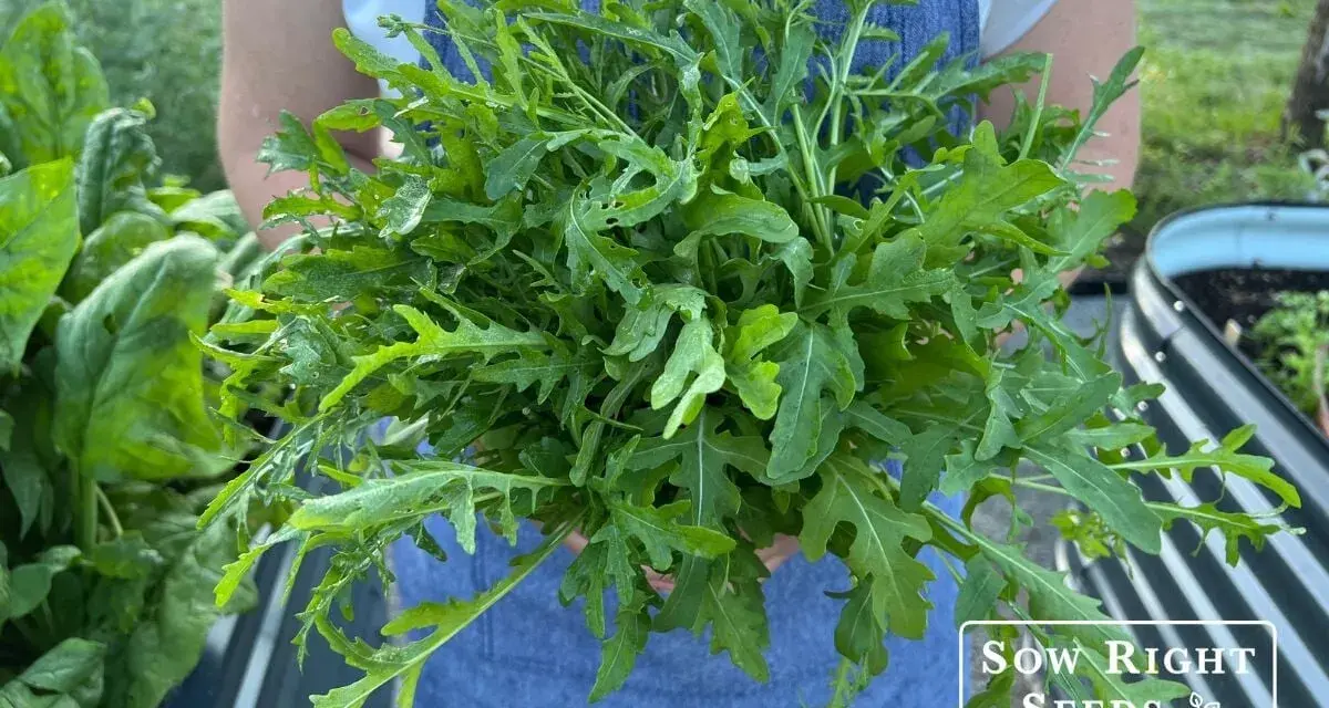 A person in a blue apron holds a large bunch of freshly harvested arugula, showcasing how to harvest this peppery green.