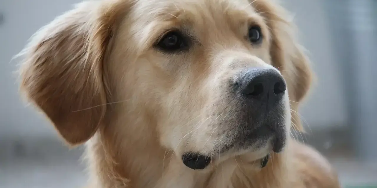 Portret golden retrievera. Jego sierść mieni się wspaniałymi, złotymi kolorami, od jasnego beżu po głęboki karmel.
