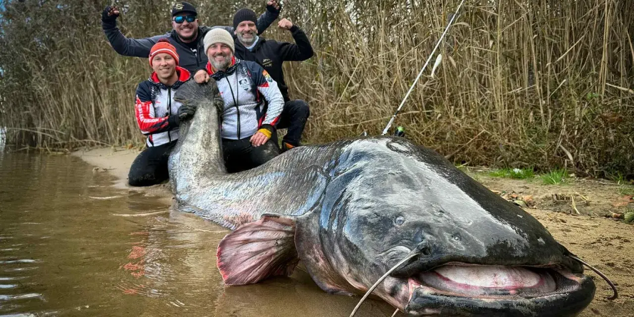 Czterech wędkarzy świętuje przy gigantycznym sumie, który może być rekordem świata suma.