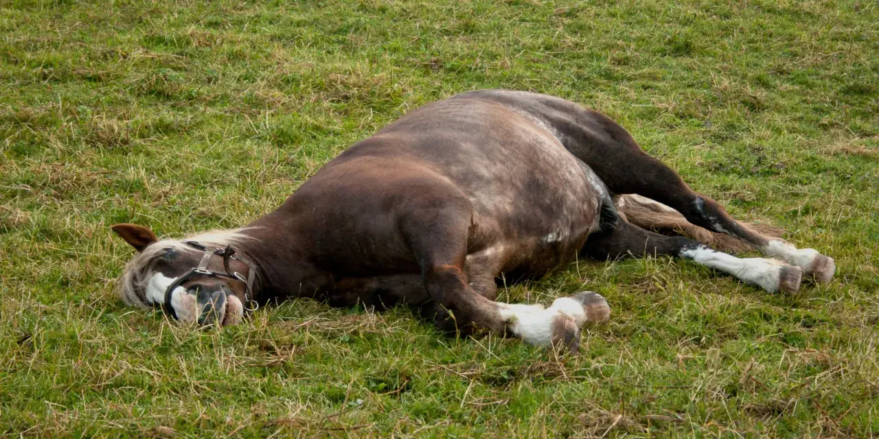 Un cheval au pré, visiblement souffrant d'une colique, gît sur le flanc dans l'herbe.
