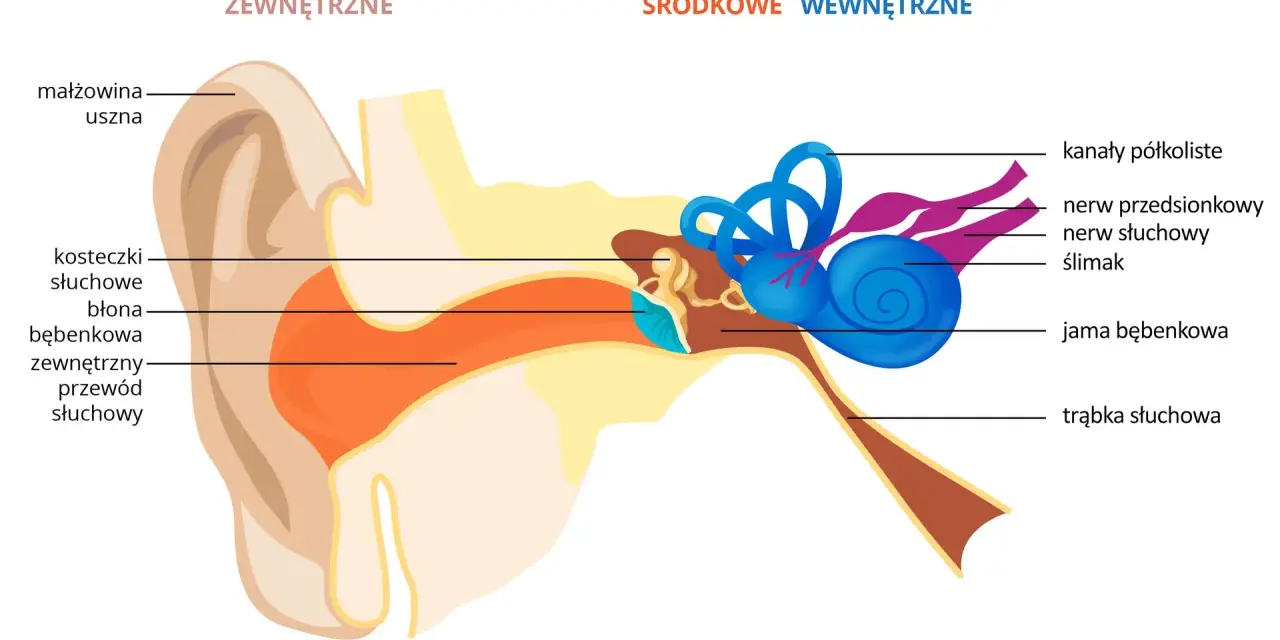 Schemat budowy ucha: małżowina, przewód słuchowy, błona bębenkowa, kosteczki słuchowe, ślimak, kanały półkoliste, nerwy.
