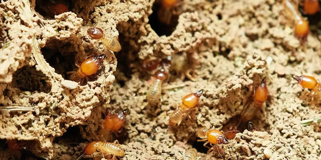 Un grupo de larvas de termitas se mueve por túneles de tierra.