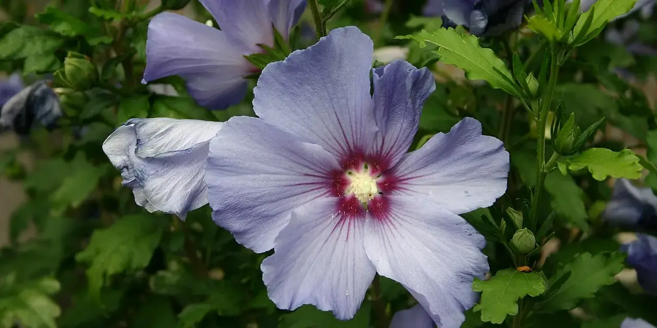 Fleurs bleues d'hibiscus, dont une au premier plan avec un cœur rouge profond. La taille Althea est mise en valeur par la nature.