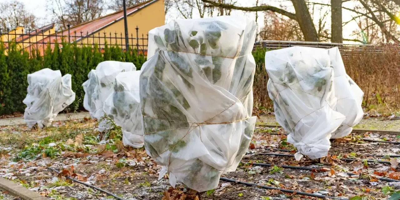 Plants are wrapped in white fabric, tied with twine, showing how to protect plants from frost.