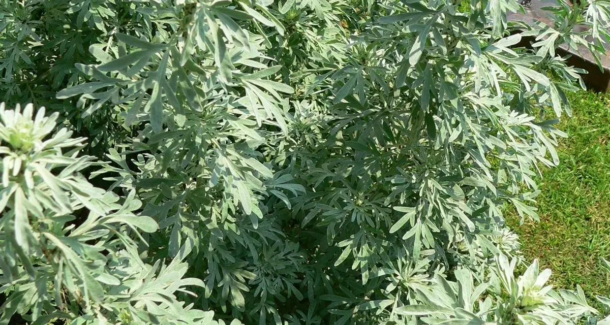 Silberne Blätter der Wermut Pflanze im Sonnenlicht. Ein Hauch von Grün im Hintergrund.