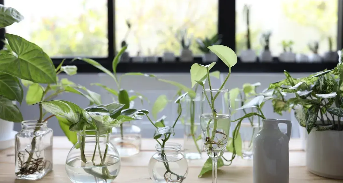 Varias plantas en agua, con raíces visibles, dispuestas en diferentes recipientes de vidrio y una jarra blanca sobre una mesa de madera.