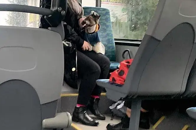 Jaki bilet dla psa w autobusie? Sprawdź, ile zapłacisz w miastach