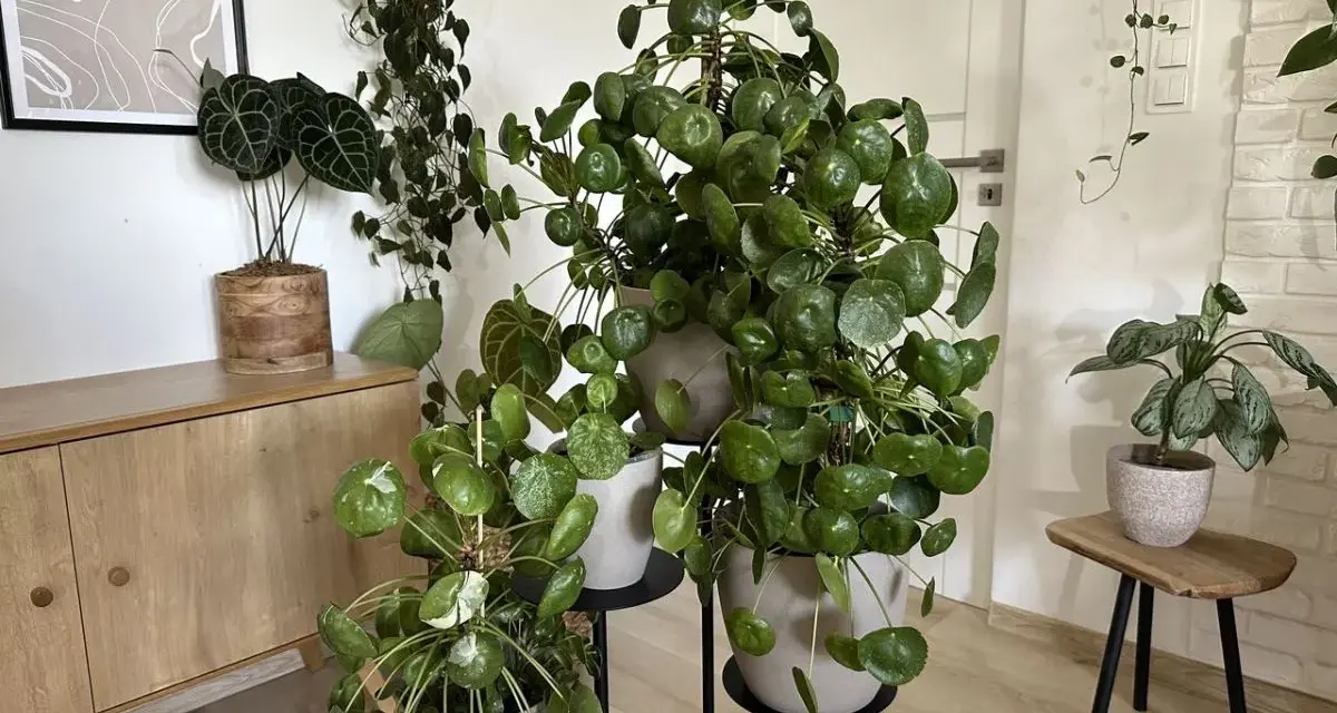 Pieniążek kwiat, czyli Pilea peperomioides, rośnie bujnie obok innych roślin doniczkowych.