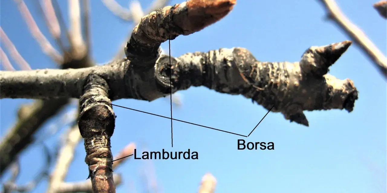 Germogli di pero, "Borsa" e "Lamburda", indicano il momento giusto quando potare il pero per una buona fruttificazione.