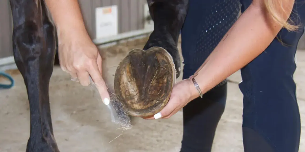 Nettoyage du pied nu d'un cheval naviculaire. Une main brosse la sole, l'autre soutient le sabot.