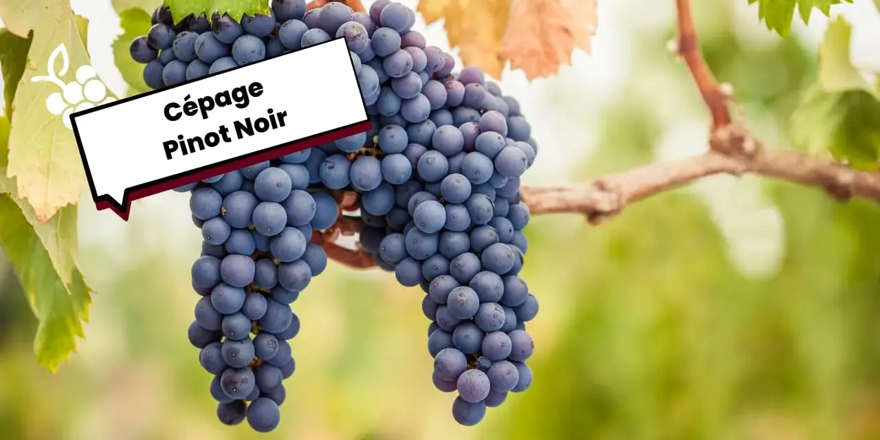 Grappes de Pinot Noir mûres sur la vigne, évoquant ses caractéristiques uniques.