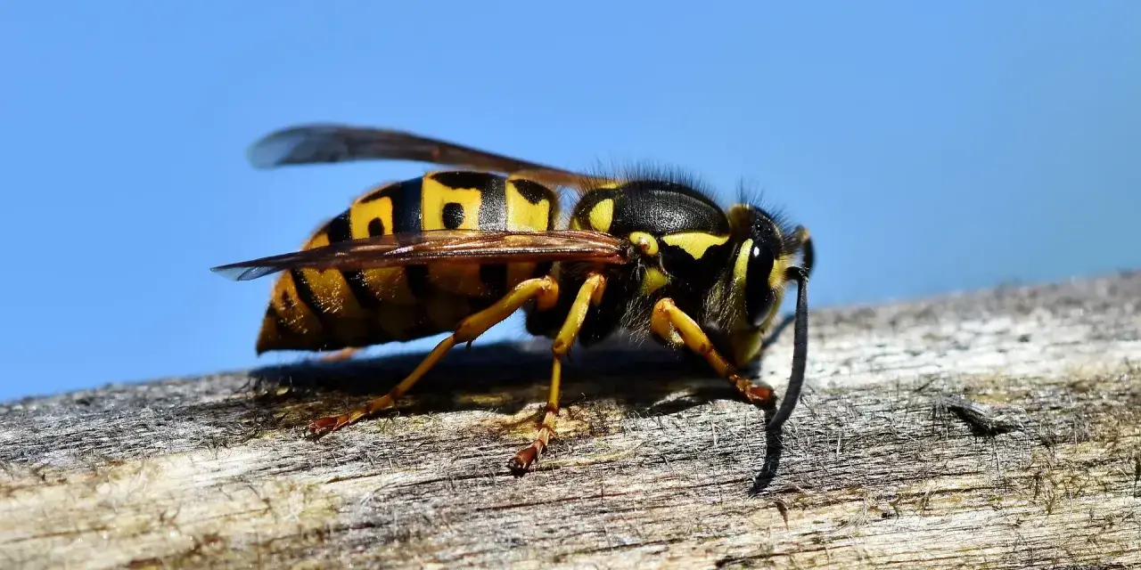 Avispas largas, con sus rayas amarillas y negras, descansan sobre una rama de madera contra un cielo azul brillante.
