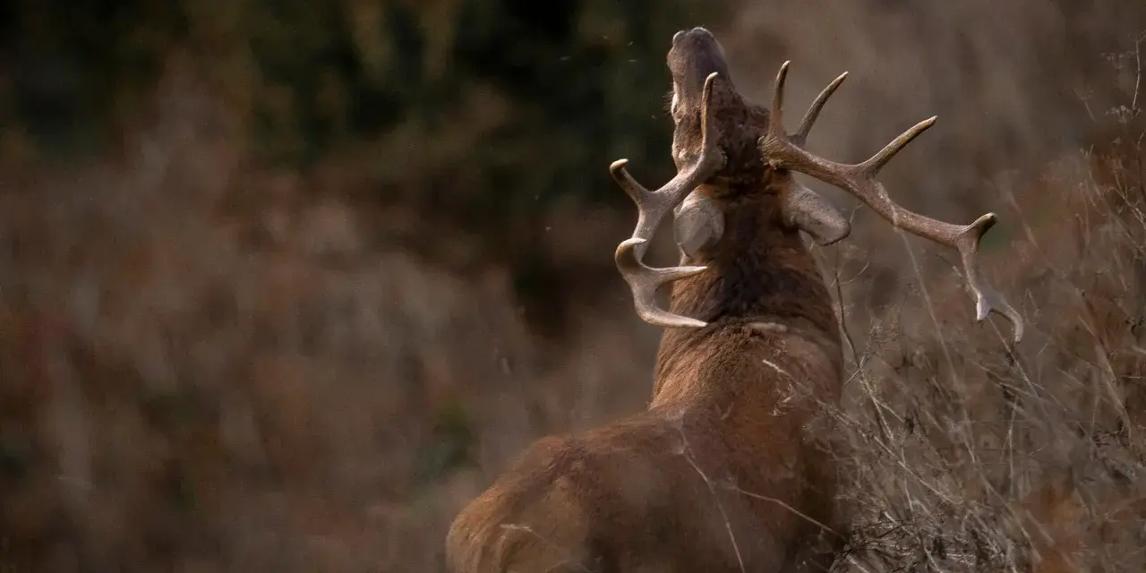 Un cerf majestueux, un des cervidés de France, bramant dans la nature sauvage.