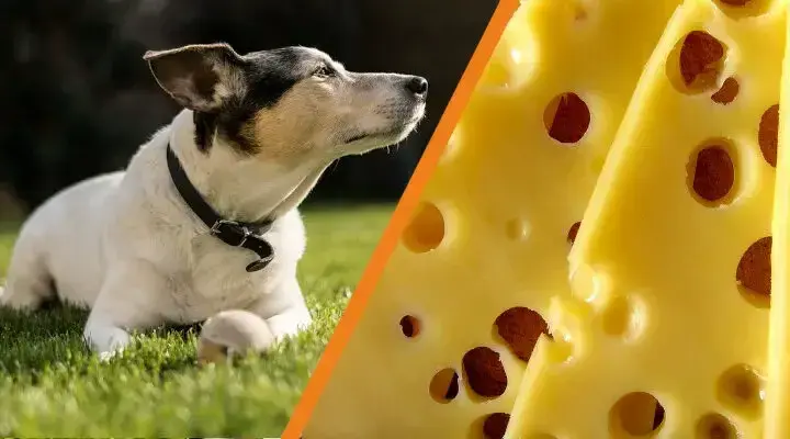 Czy pies może jeść ser żółty? Sprawdź, co musisz wiedzieć!