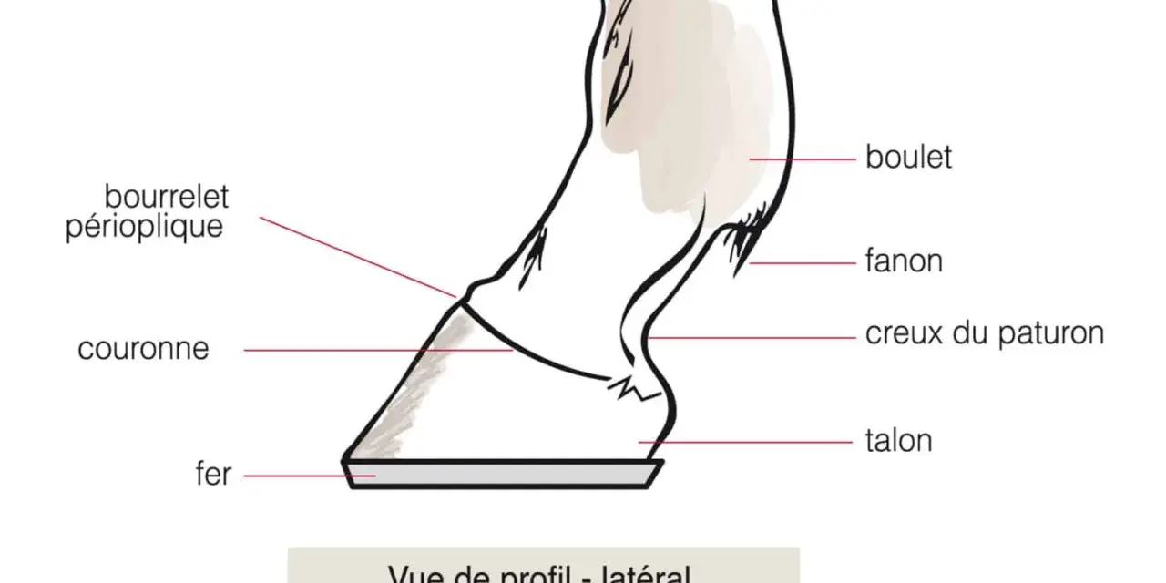 Vue latérale d'un sabot de cheval, montrant le fer, la couronne, le bourrelet périoplique, le fanon, le creux du paturon et le talon.