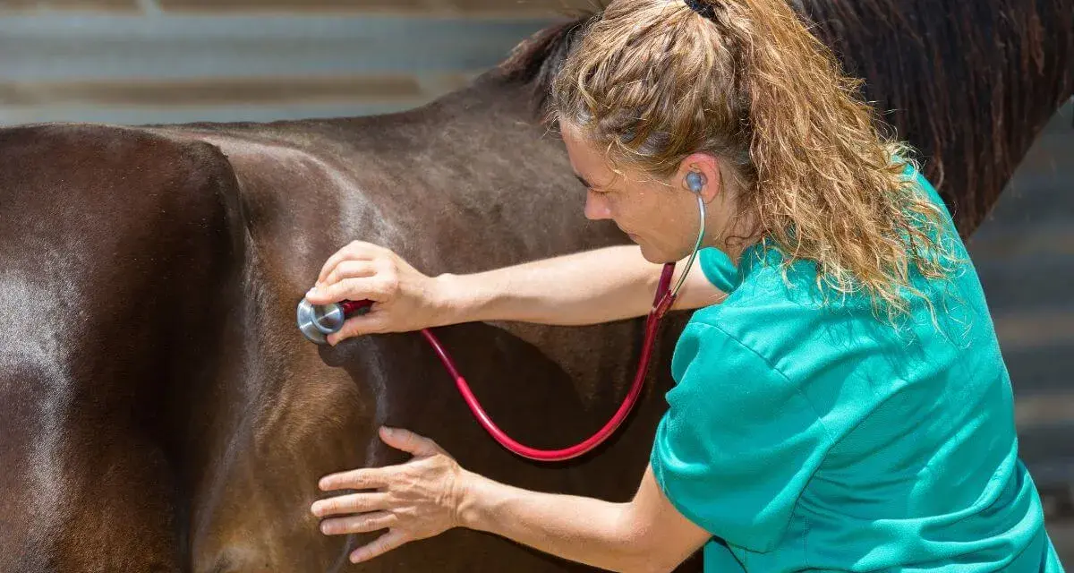 Vétérinaire auscultant un cheval avec un stéthoscope. Le cheval est brun, la vétérinaire porte une blouse verte.