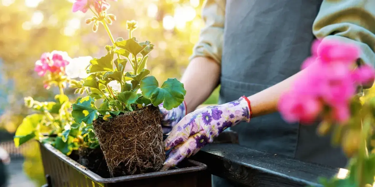 Hände in Blumenhandschuhen pflanzen Geranien in einen Balkonkasten. Die Balkonpflanzen sonne genießen.