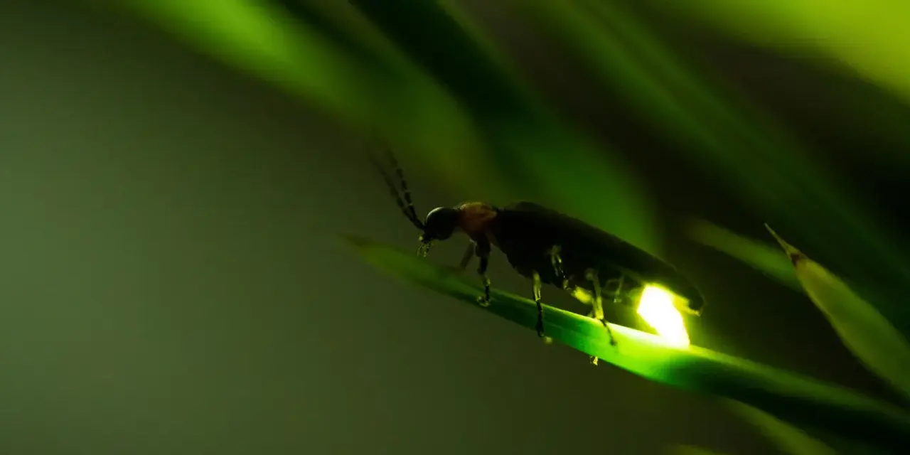 Una lucciola illumina la notte su una foglia verde.