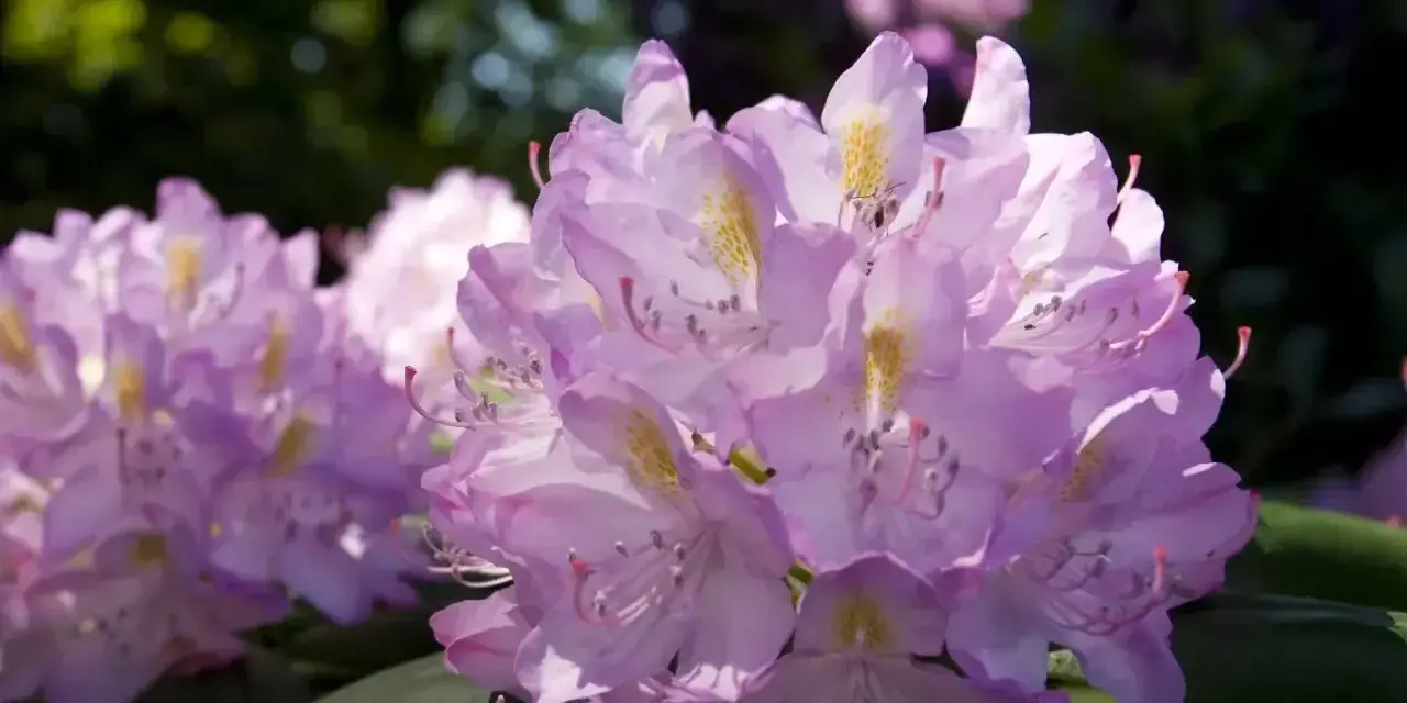 Piękny rododendron w pełnym rozkwicie, jego fioletowe kwiaty tworzą wspaniałe stanowisko w ogrodzie.