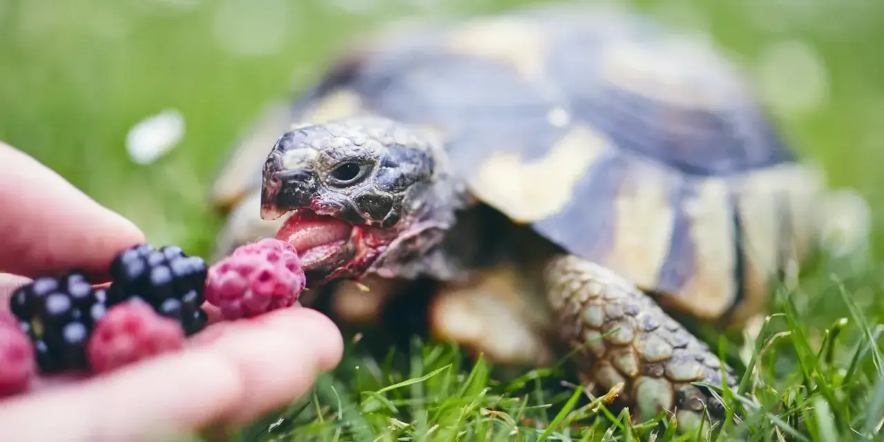 Żółw domowy z apetytem zajada malinę podaną na dłoni.