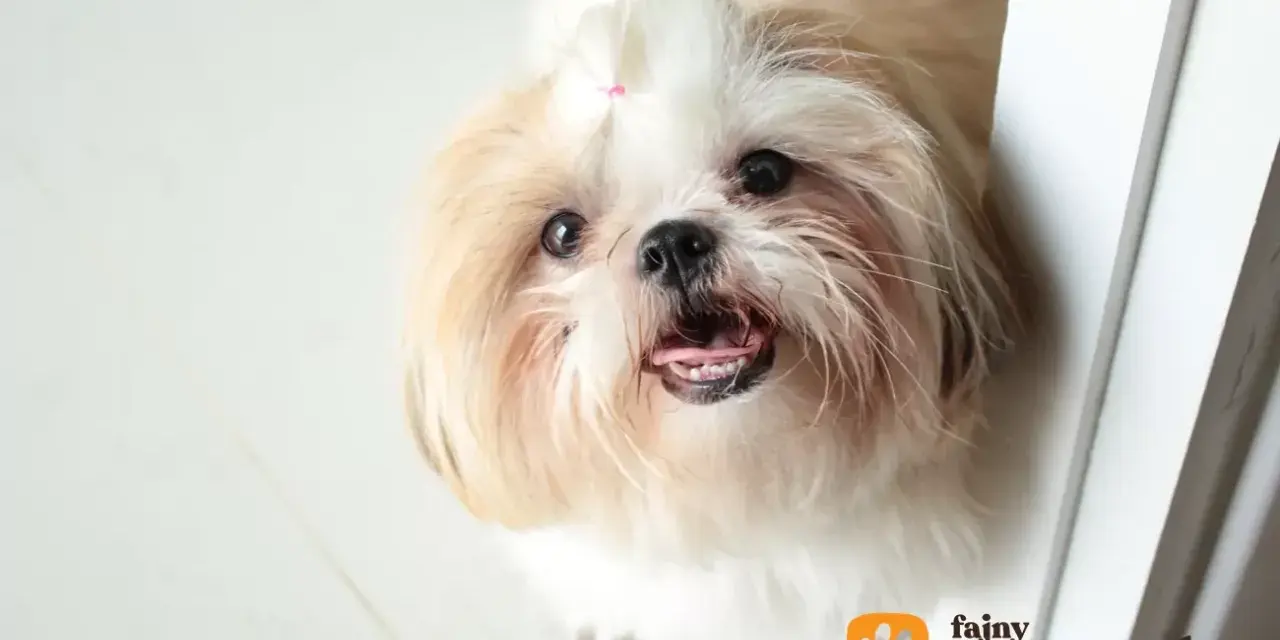 Urocza miniaturka shih tzu z różową kokardką na głowie, patrząca z zaciekawieniem.