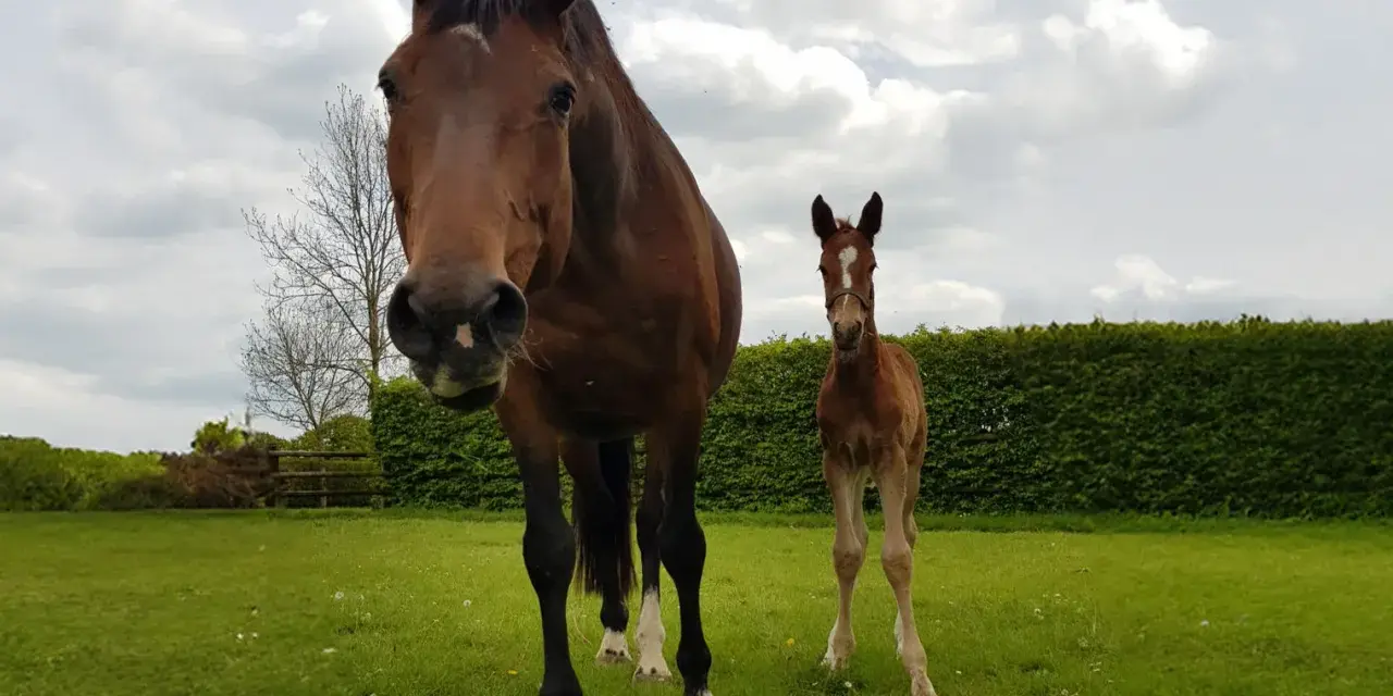Une jument brune et son poulain tout juste né, le colostrum poulain est essentiel pour sa santé. Ils se tiennent dans un pré verdoyant sous un ciel nuageux.
