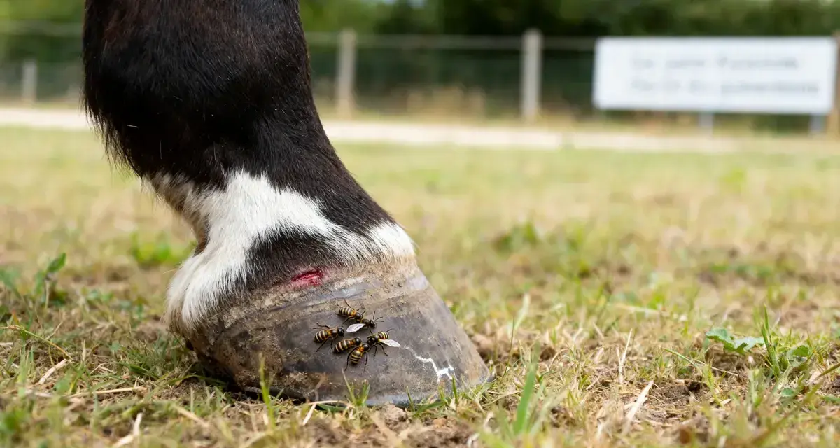 Un cheval a une blessure au sabot, attirant des insectes qui ressemblent à une fourmilière cheval.