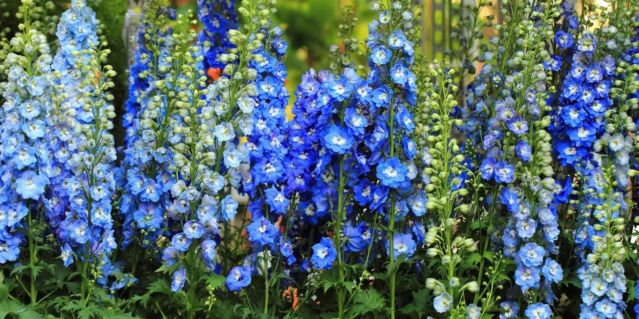 Hohe blaue Rittersporn-Blütenstände, bereit zum Schneiden, leuchten in der Sonne.