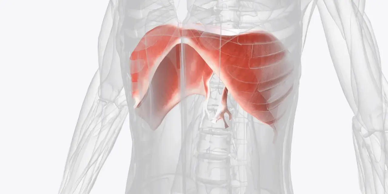 Anatomia przepony w czerwonym kolorze na tle przezroczystego ciała ludzkiego.