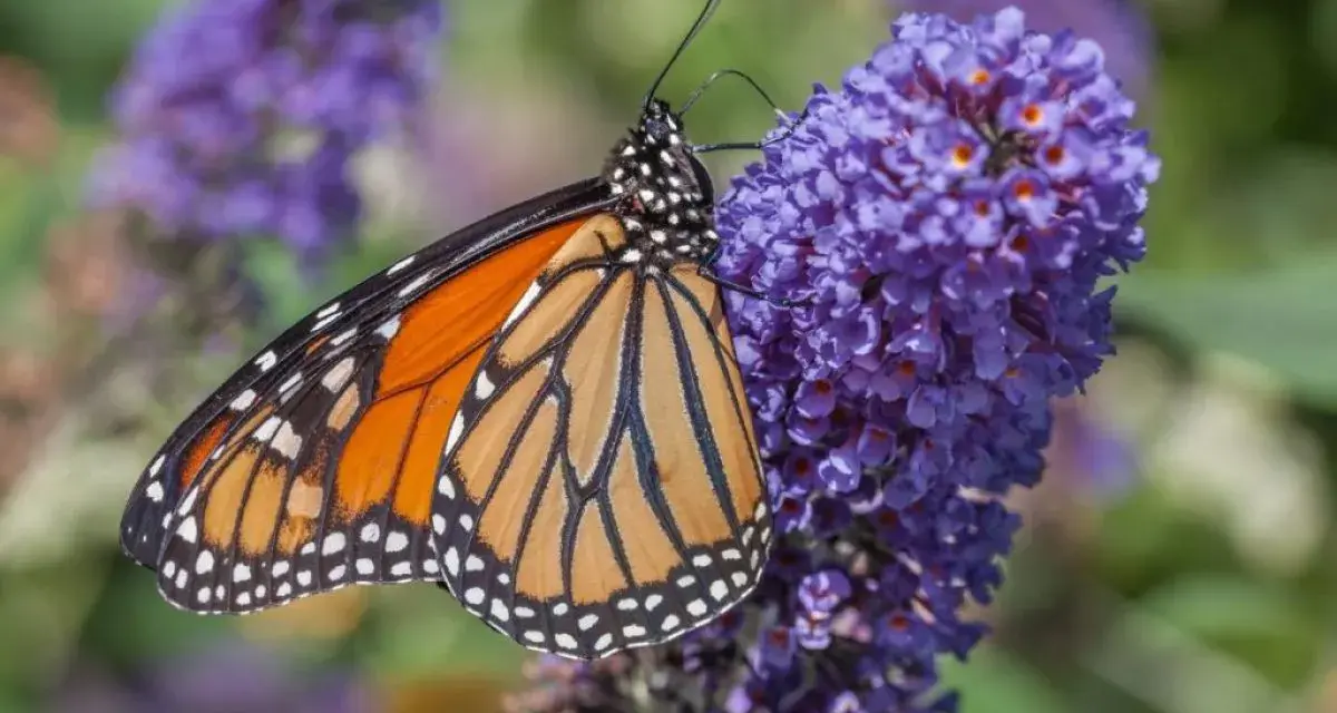 Motyl monarcha na fioletowych kwiatach budlei dawida odmiany.