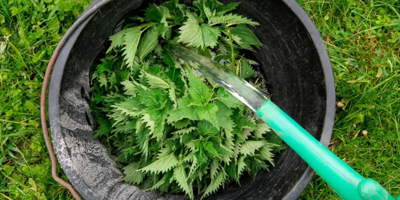 Wiadro z pokrzywami, do którego nalewana jest woda. Tak przygotowuje się gnojówkę z pokrzywy, naturalny nawóz.