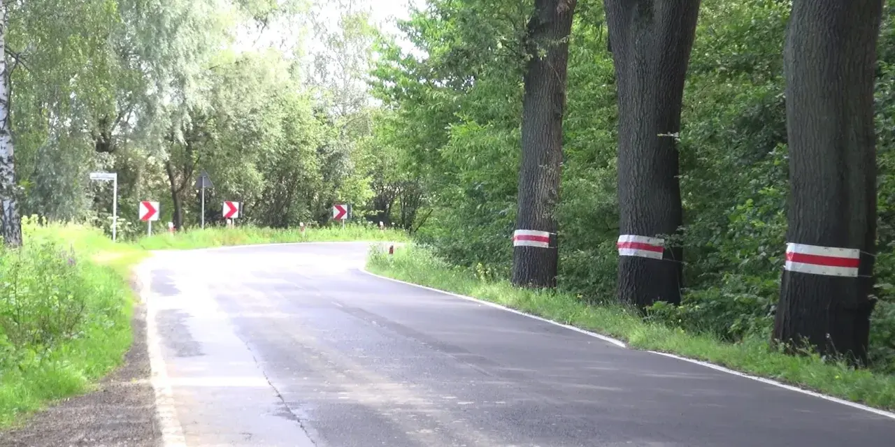 Droga zakręca wśród zieleni, a po prawej stronie stoją drzewa w skrajni, oznaczone białoczerwonymi pasami.