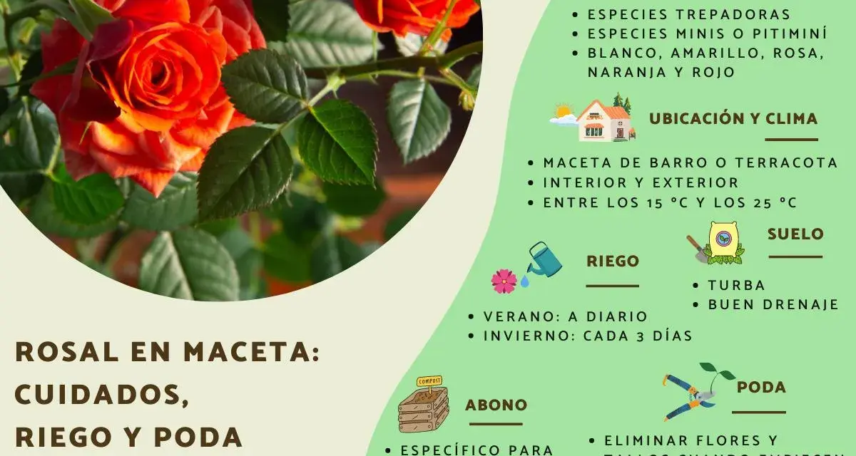 Guía de cuidados rosal mini: riego, abono y poda para mantener tu planta sana y hermosa.