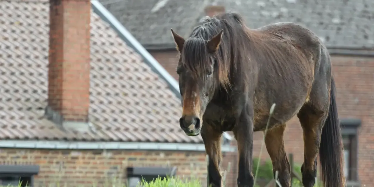 Un cheval brun se tient dans un champ d'herbe verte devant des maisons.