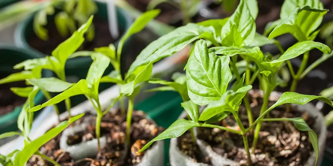 Junge, grüne Paprika Pflanzen wachsen in kleinen Töpfen. Die zarten Blätter strecken sich dem Licht entgegen.