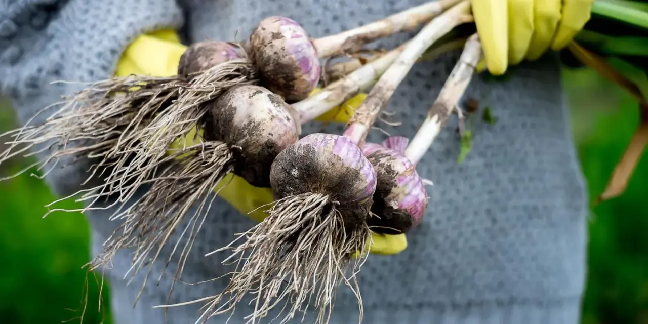 Frisch geernteter Knoblauch mit Wurzeln, gehalten von Händen in gelben Handschuhen. Das Ergebnis erfolgreicher Knoblauch pflanzen.